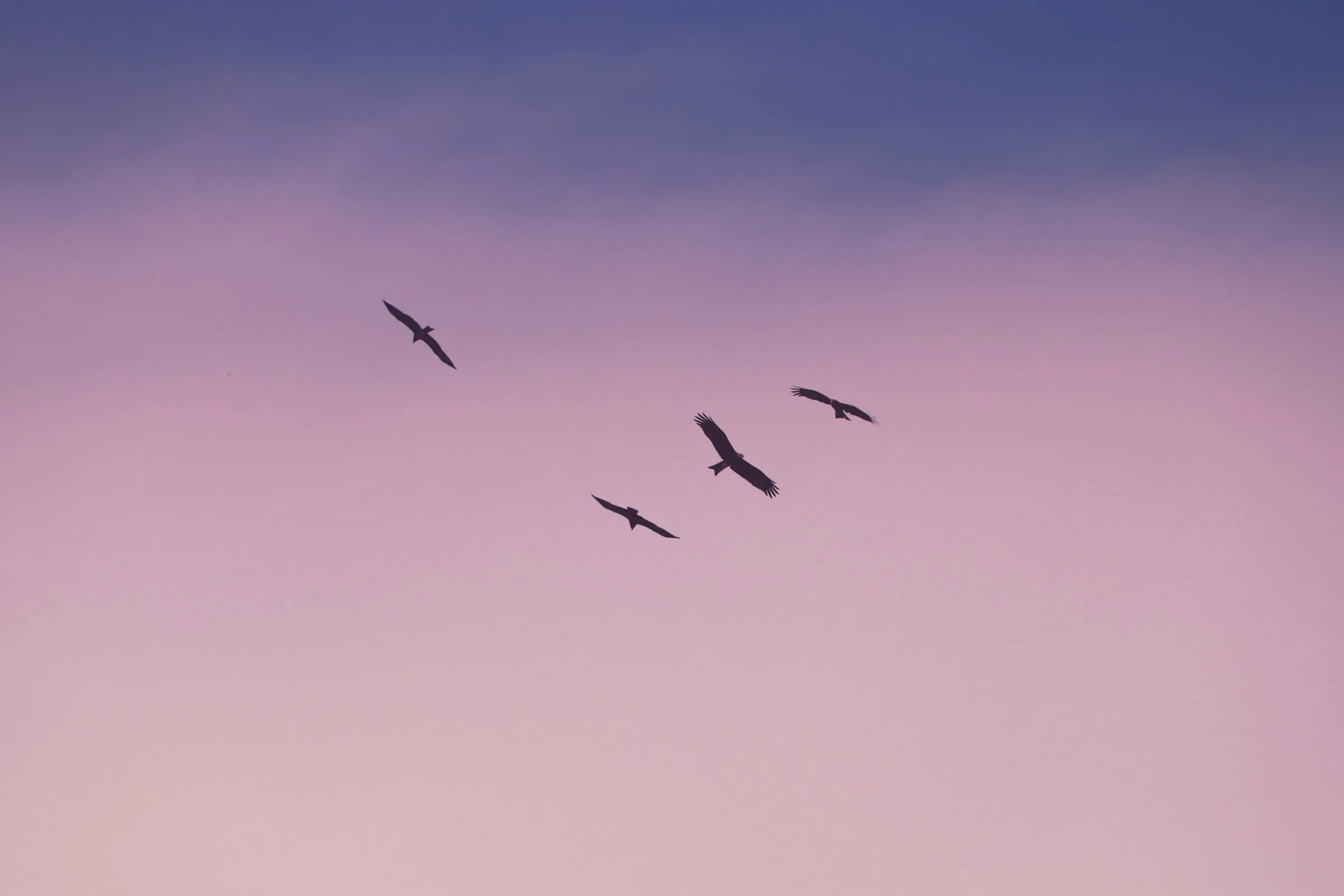 Four birds soaring at a distance in a wide pink and lilac dusk sky